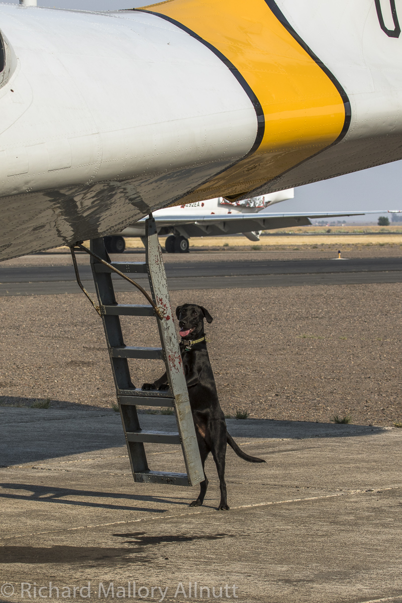 Charlie the airport lab begged to get up inside the PBY for the engine tests this morning. (photo by Richard Mallory Allnutt)
